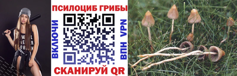 Купить где  Новый Оскол  Галлюциногенные грибы Magic Shrooms 